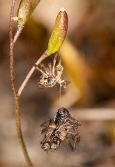 Hypsosinga albovittata