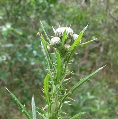 Cirsium nuttallii
