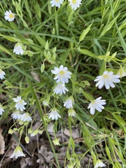 Rabelera holostea