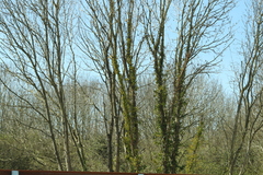 Angiospermae
