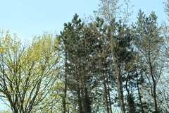 Angiospermae