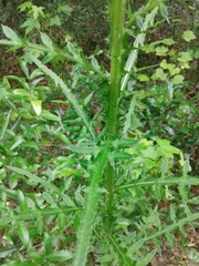 Cirsium nuttallii