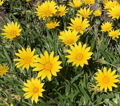 Asteraceae