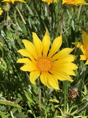 Asteraceae