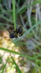 Andrena cineraria