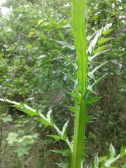 Cirsium nuttallii