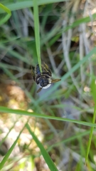 Andrena cineraria