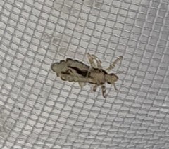 Pediculus humanus capitis