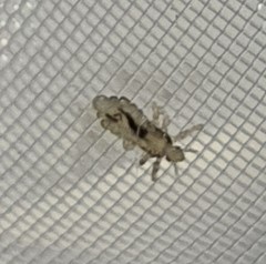 Pediculus humanus capitis