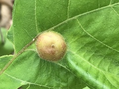 Phylloxera caryaescissa