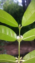 Tricalysia