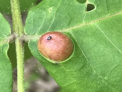Phylloxera caryaescissa