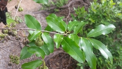 Cleistanthus schlechteri