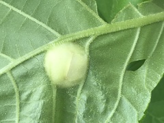 Phylloxera caryaescissa