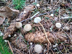 Strobilurus esculentus