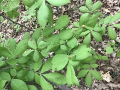 Phylloxera caryaescissa