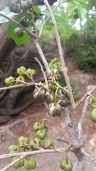 Cleistanthus schlechteri
