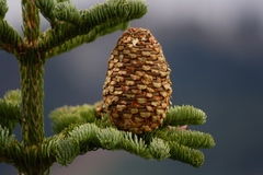 Abies magnifica shastensis