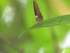 Abisara saturata kausambioides