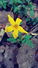 Bidens bicolor