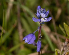 Polygala calcarea