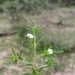 Euploca strigosa - Photo (c) frasergear,  זכויות יוצרים חלקיות (CC BY-NC), הועלה על ידי frasergear