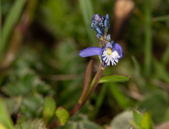 Polygala calcarea