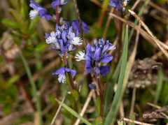 Polygala calcarea