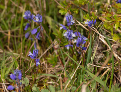 Polygala calcarea