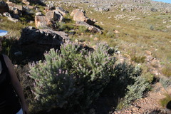 Paranomus bracteolaris