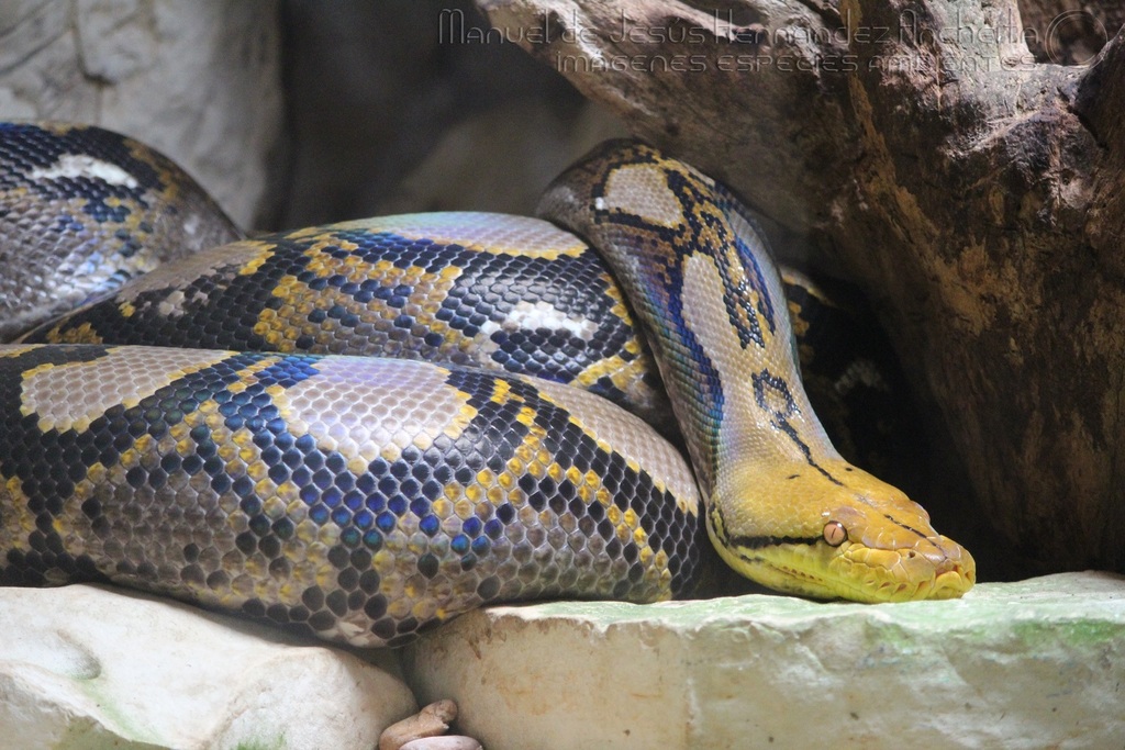 Greater Reticulated Python from 29960 Palenque, Chis., México on May 31 ...