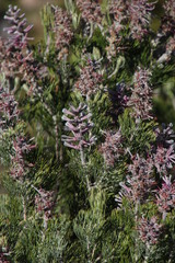 Paranomus bracteolaris