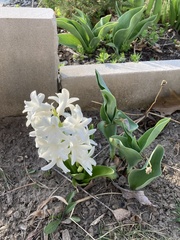 Hyacinthus