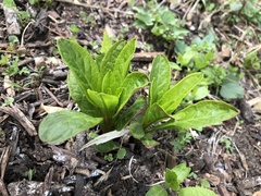 Primula meadia