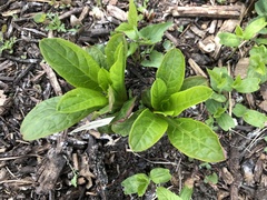 Primula meadia