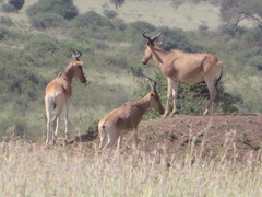 Alcelaphus buselaphus cokii