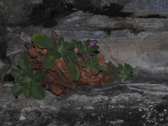 Primula allionii