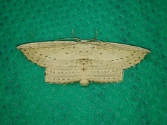 Phalacra