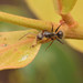 Camponotus blandus - Photo Ningún derecho reservado, subido por Philipp Hoenle