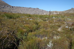 Gnidia oppositifolia