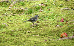 Fringilla coelebs moreletti