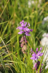 Polygala nicaeensis