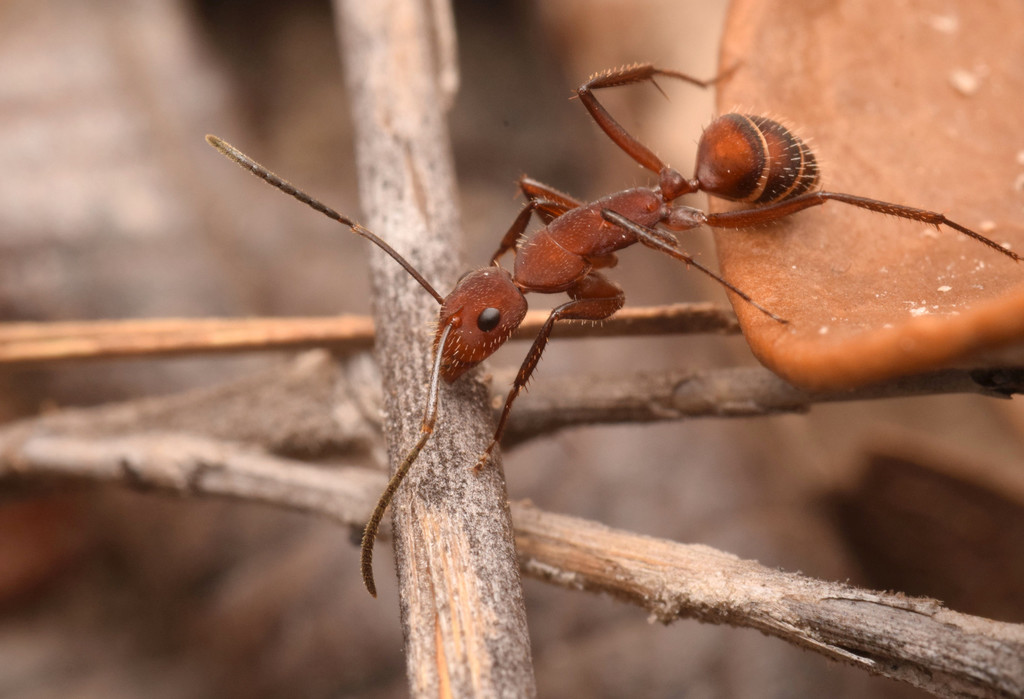 Camponotus leydigi