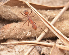 Camponotus leydigi