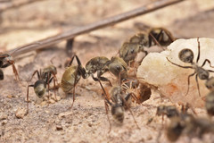 Camponotus blandus