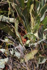Protea laevis