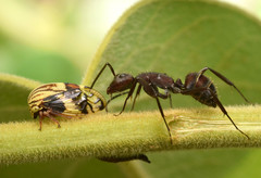 Camponotus leydigi