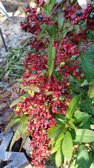 Clerodendrum indicum