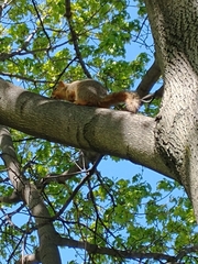 Sciurus niger
