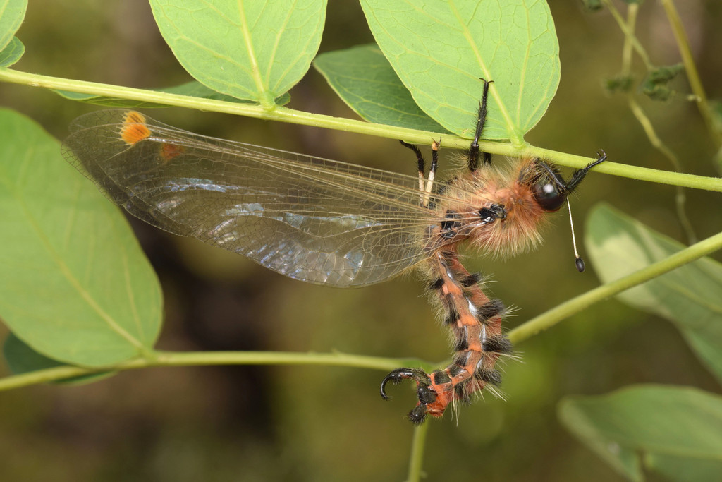 Albardia furcata